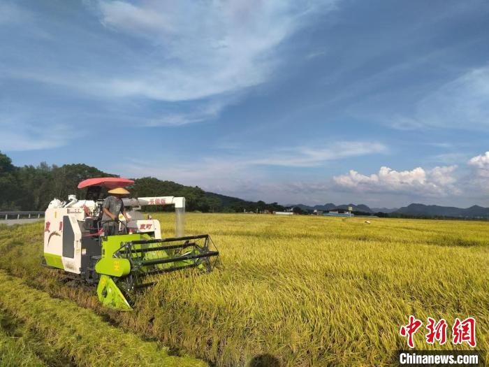 广西防灾减灾保秋粮 全年粮食播种已完成超7.5成